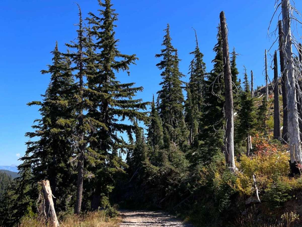 Pilgrim Creek Trail photo 3