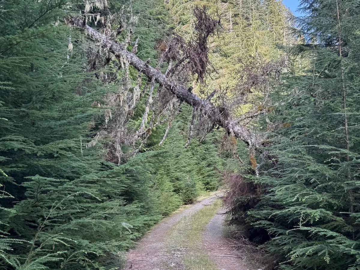 Prairie Creek–Higley Repeater Road - FS 2190 photo 3