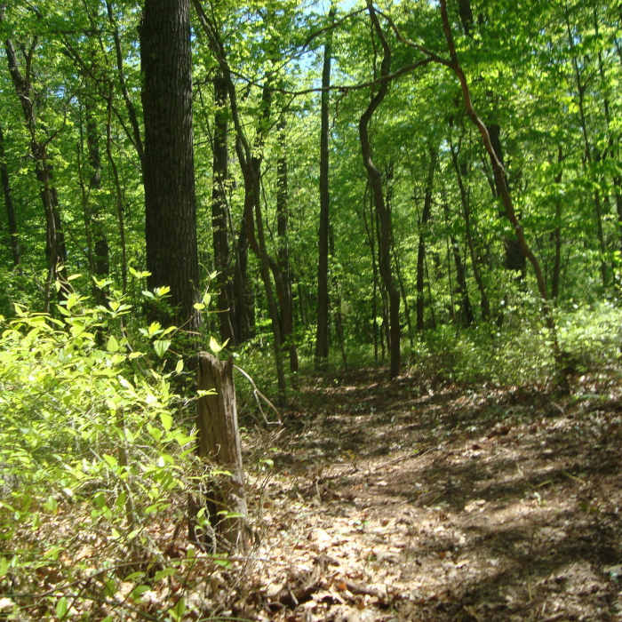 About 3 1/2 miles one-way to get from Ely Lake to South Swan Creek, dirt trail the whole way. Equestrian trail within site if brier exists on the trail. Near Wakazoo Loop