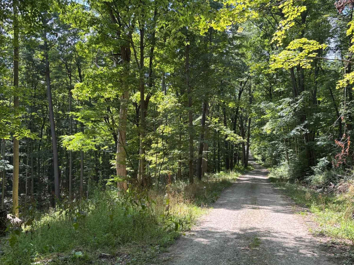 Lewis Road photo 2