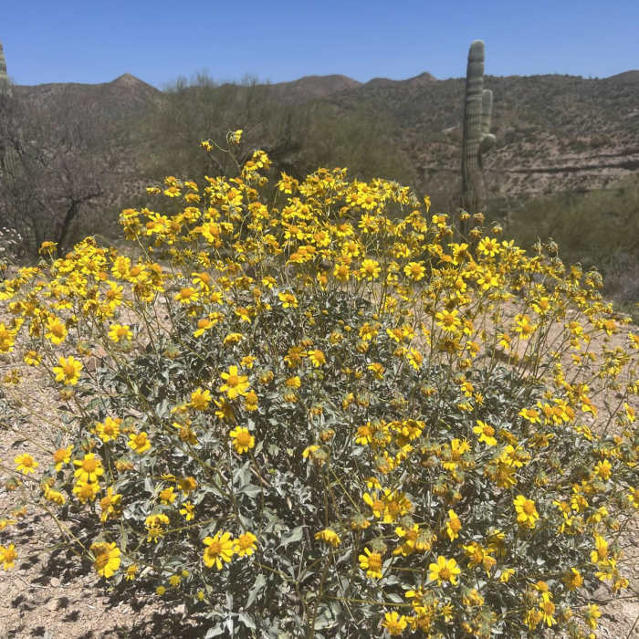 Near Ripsey Wash Loop