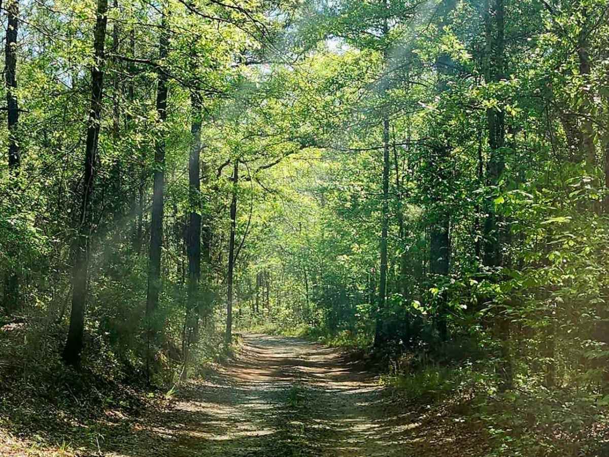 Alexander Hollow Trail photo 4