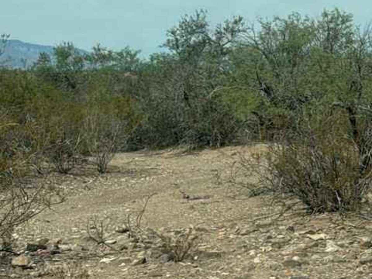 BLM PE1010 photo 5