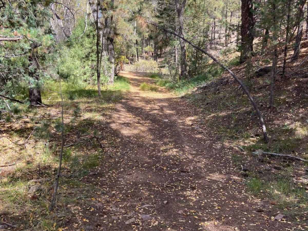 Arroyo Hondo Forest Service 79 photo 5