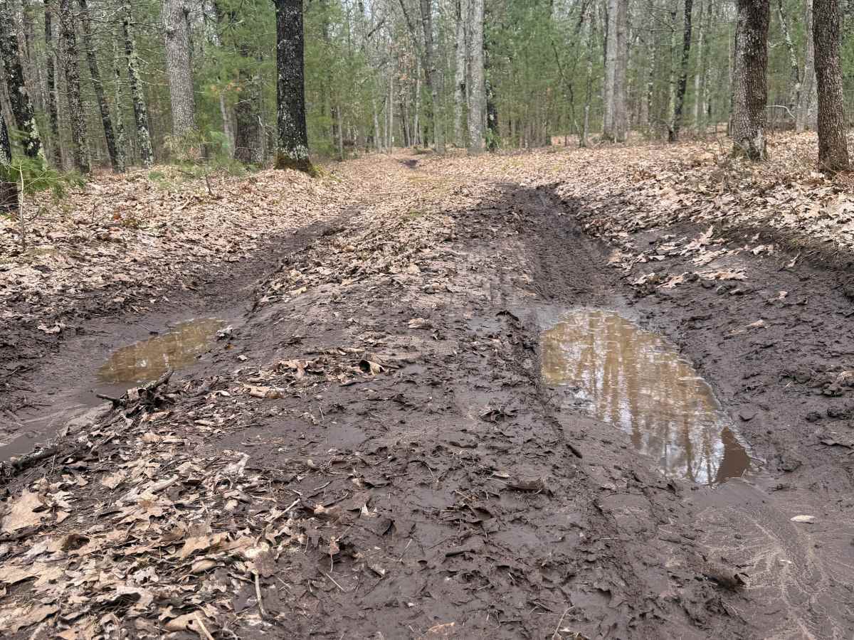 FS 8479 trail photo