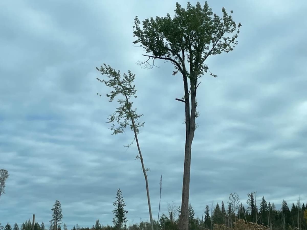 Lonely Trees photo 4