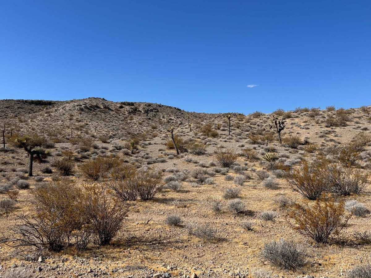 Coyote Flats photo 4