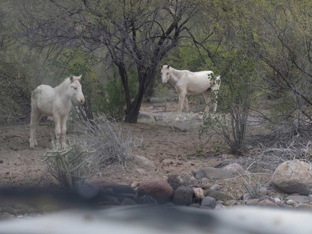Desert Jungle to San Ignacio photo 6