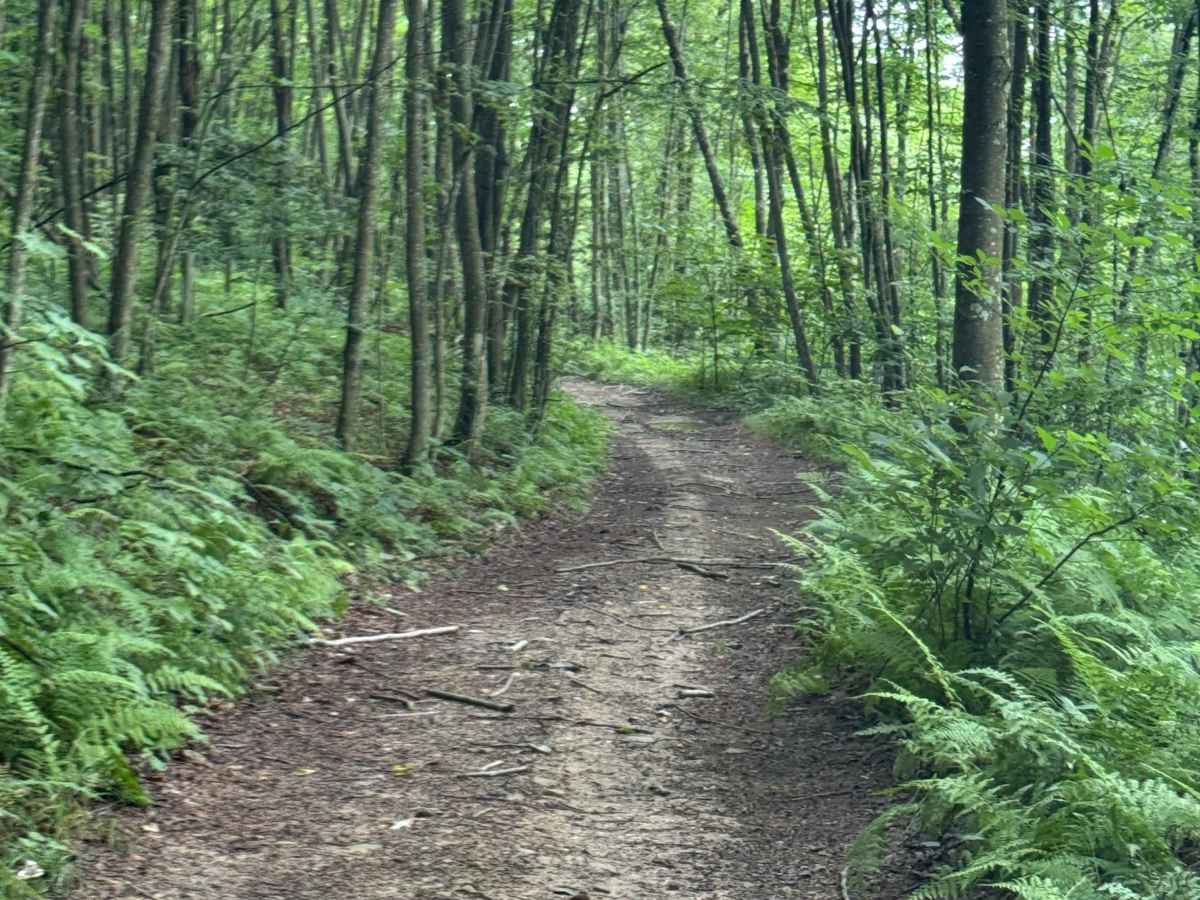 Trail 64 photo 4