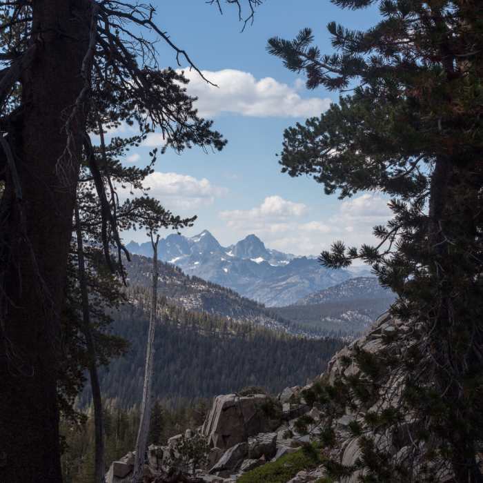 Snowy mountains through the trees on Emerald Lake Trail. Near Emerald Lake Trail