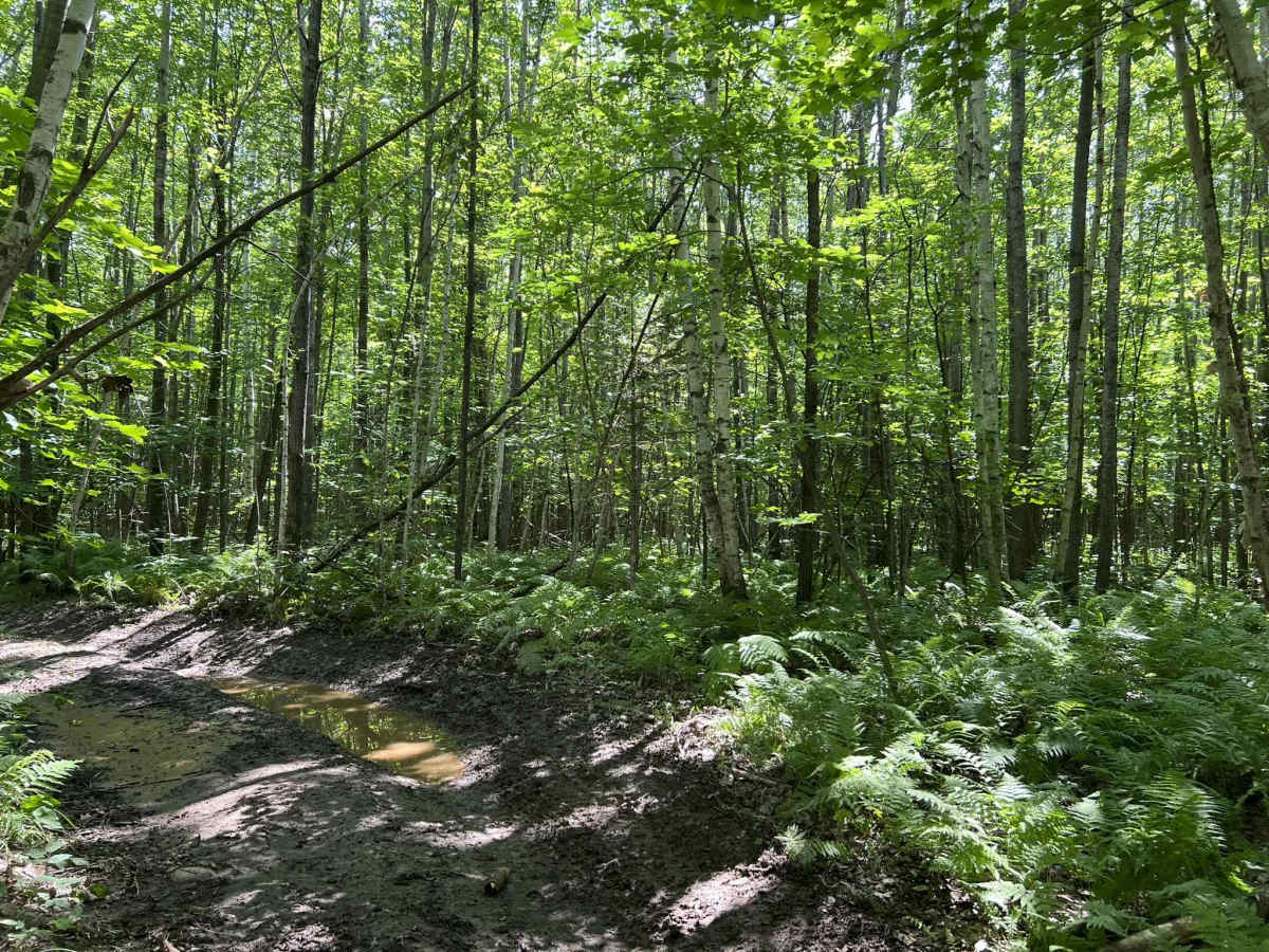 Forest County ATV/ SxS 8 Mile Loop Trail 6 photo 2