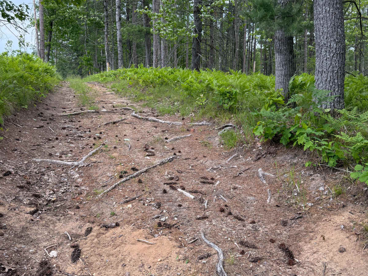 SFR 442142 Trail photo 6