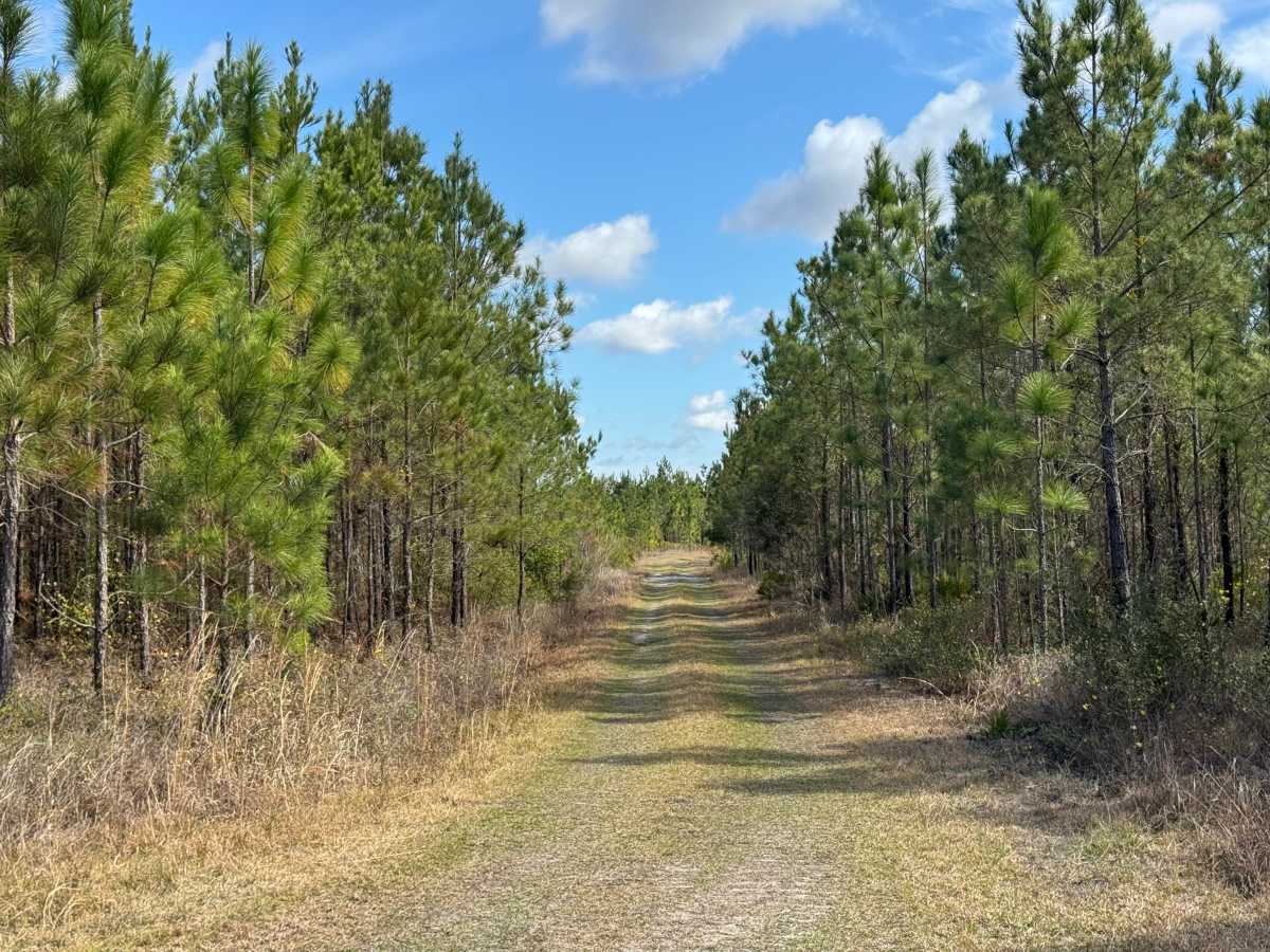 Brown Road trail photo