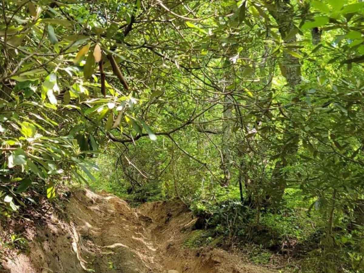 Gold Mine Road (Willis Knob) photo 2