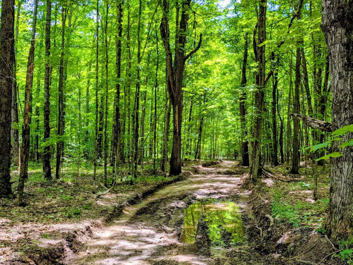 North Forest Trail trail photo