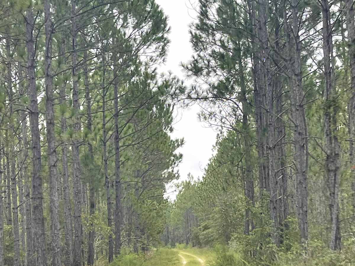 Baxter Line  trail photo