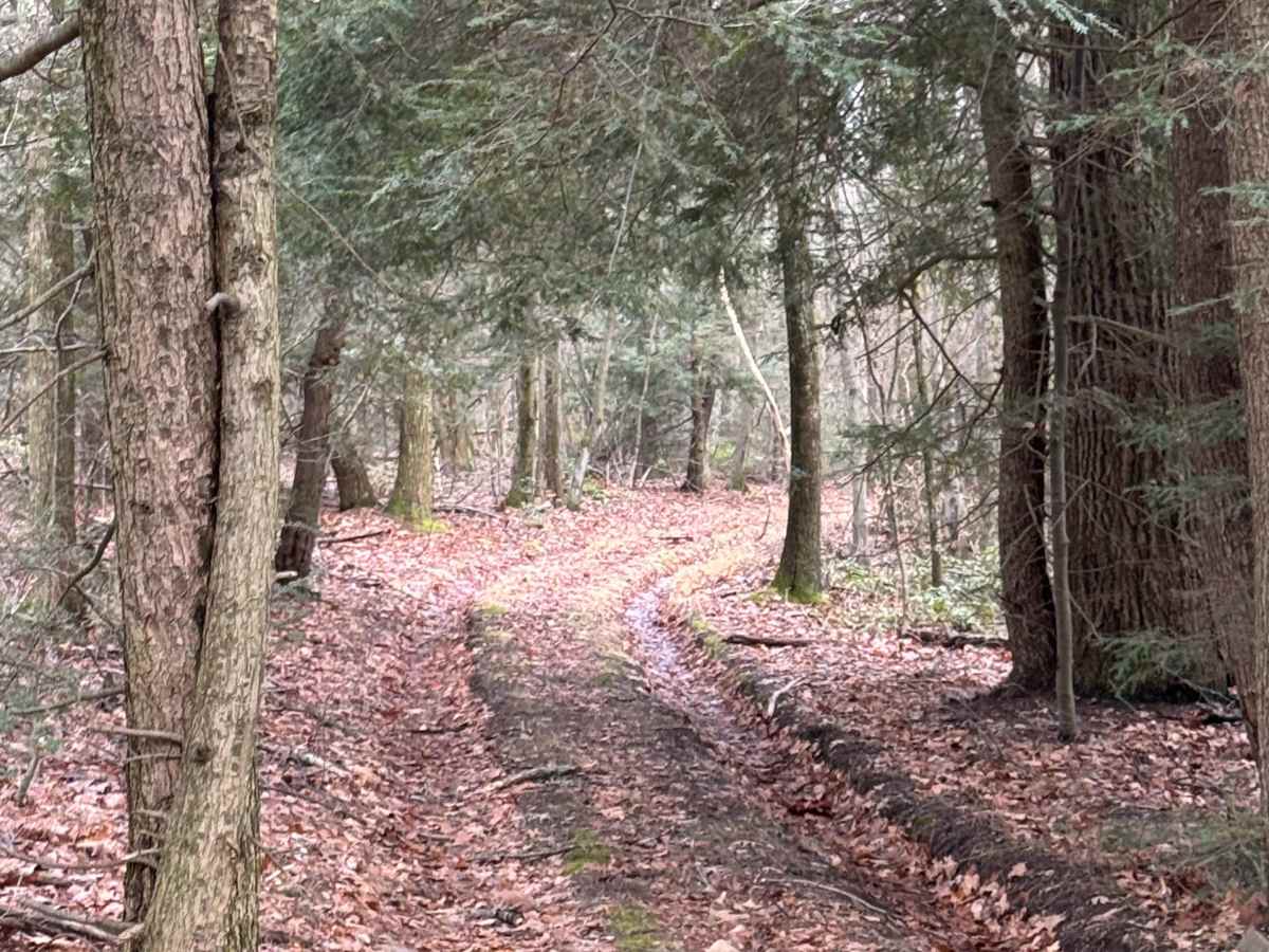 Middle Ridge Trail photo 5