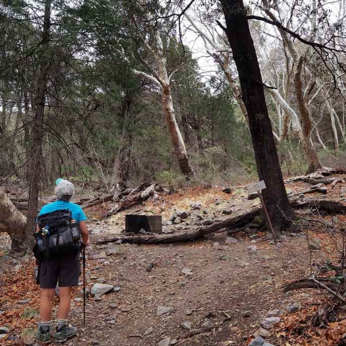 Near Bog Springs Trail #156