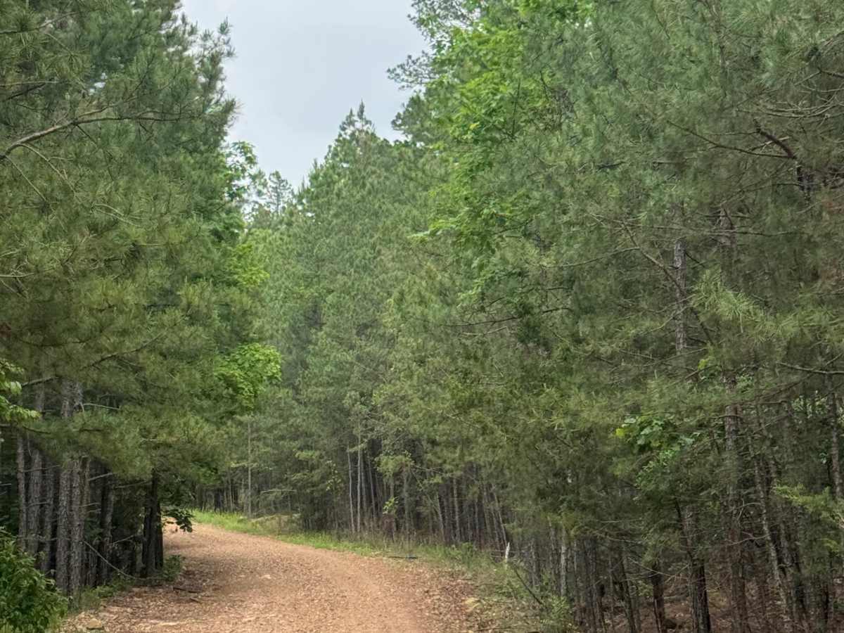 Blue Jay Hollow trail photo