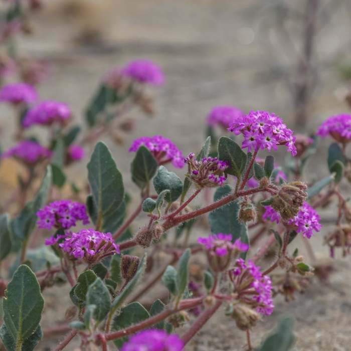 Near San Andreas Trail