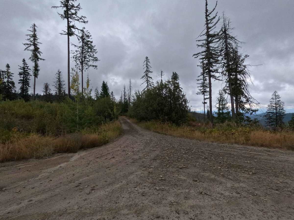 Blue Grouse - FS 460 trail photo