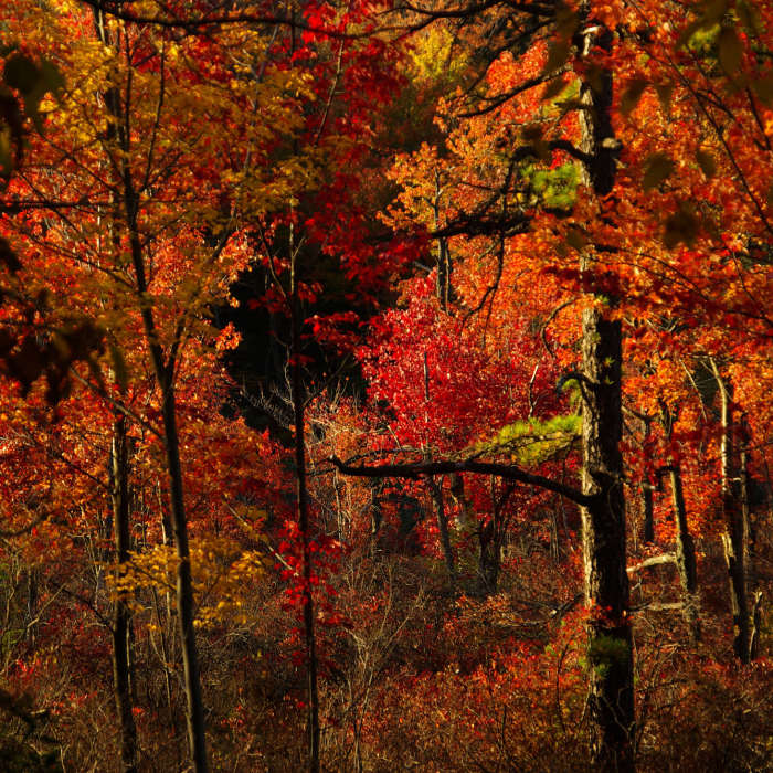 Near Rattlesnake Swamp Trail