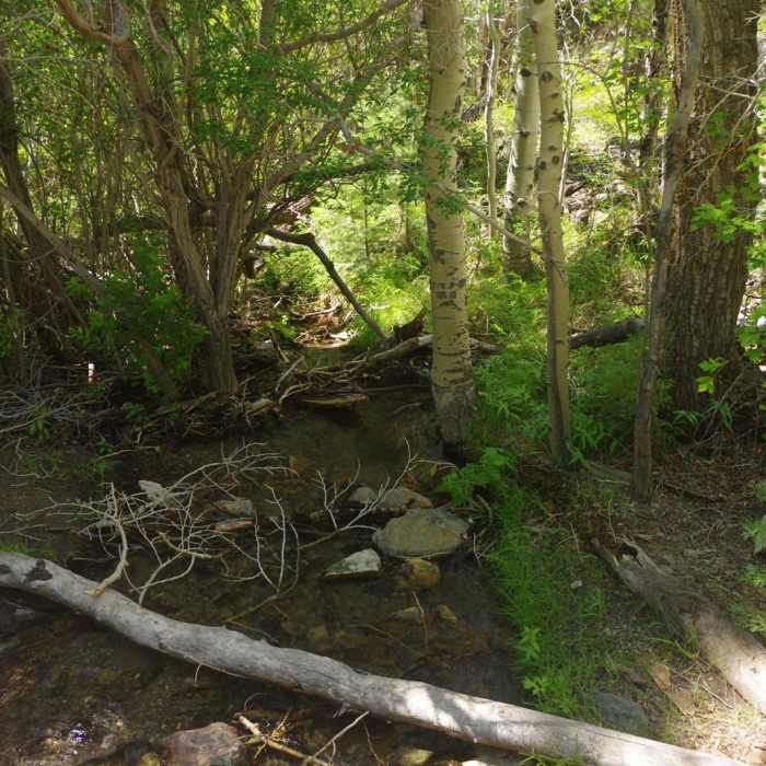 Near Mosca Pass Trail