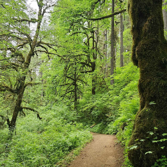 Near Rim Trail