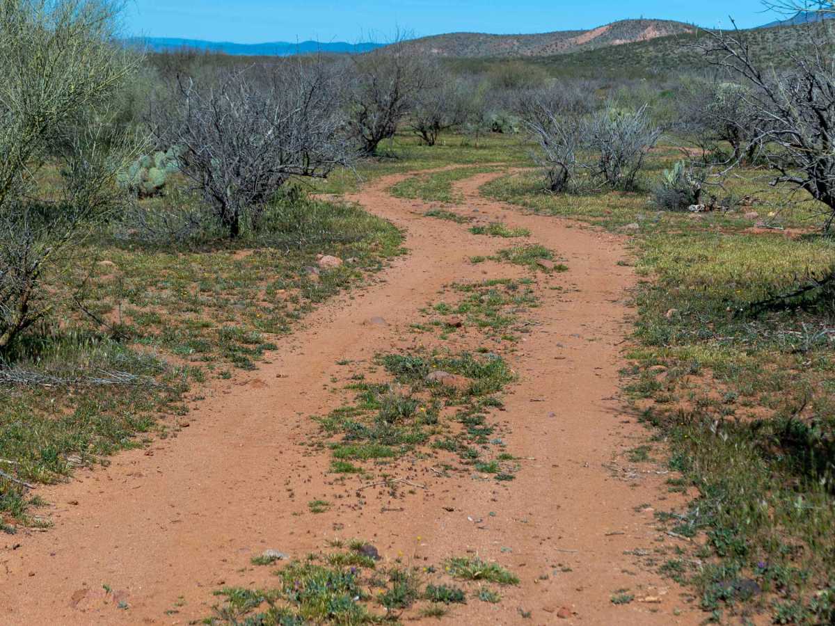 FS 1713/FS 1399 trail photo