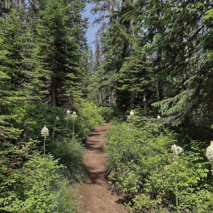 Near Watershed Crest Trail: Phase 1