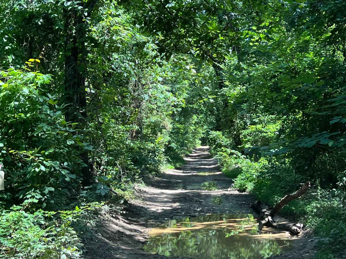 Briarbend Road  photo 3