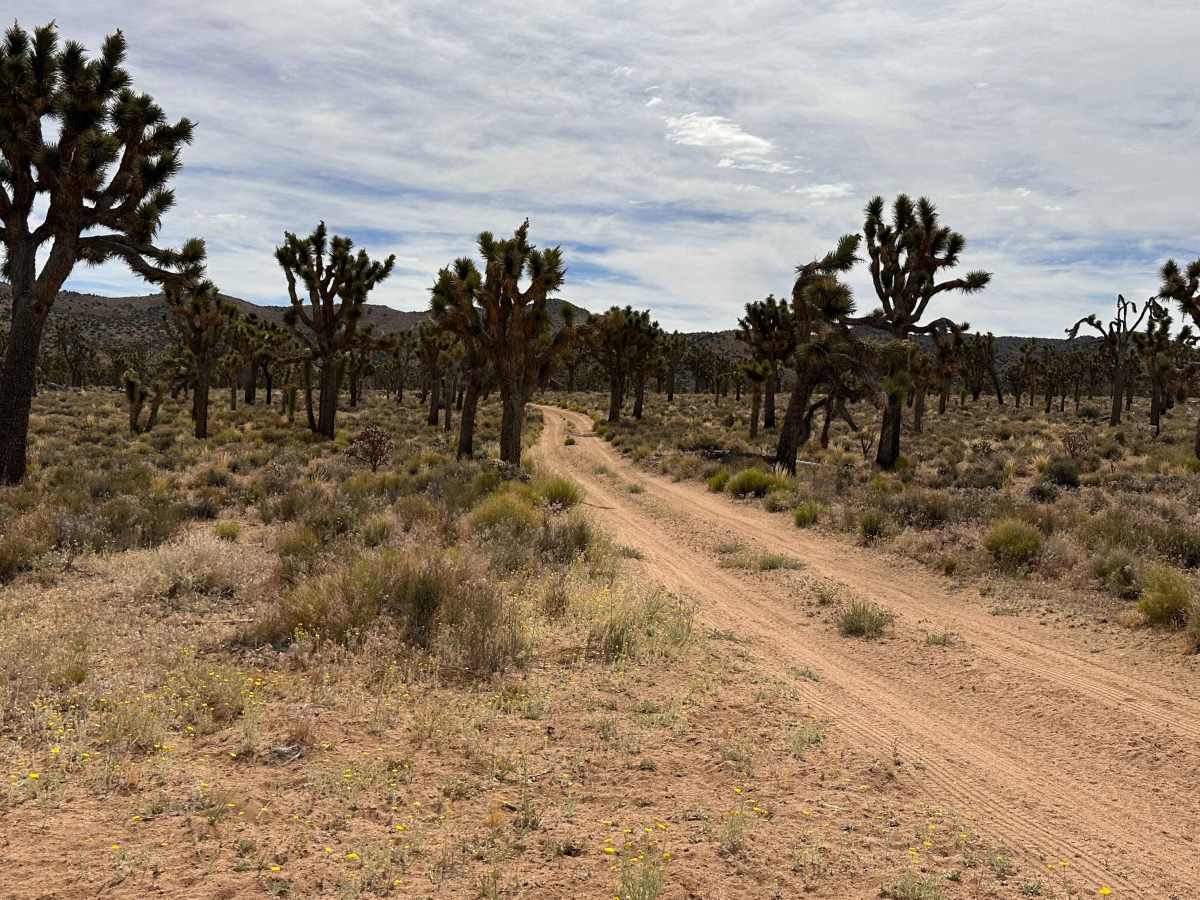 Antelope Double Track trail photo