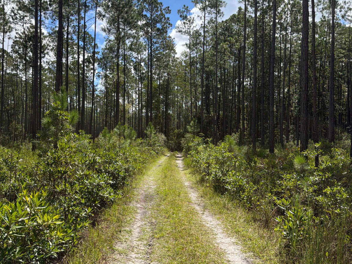 FS 24112 photo 6
