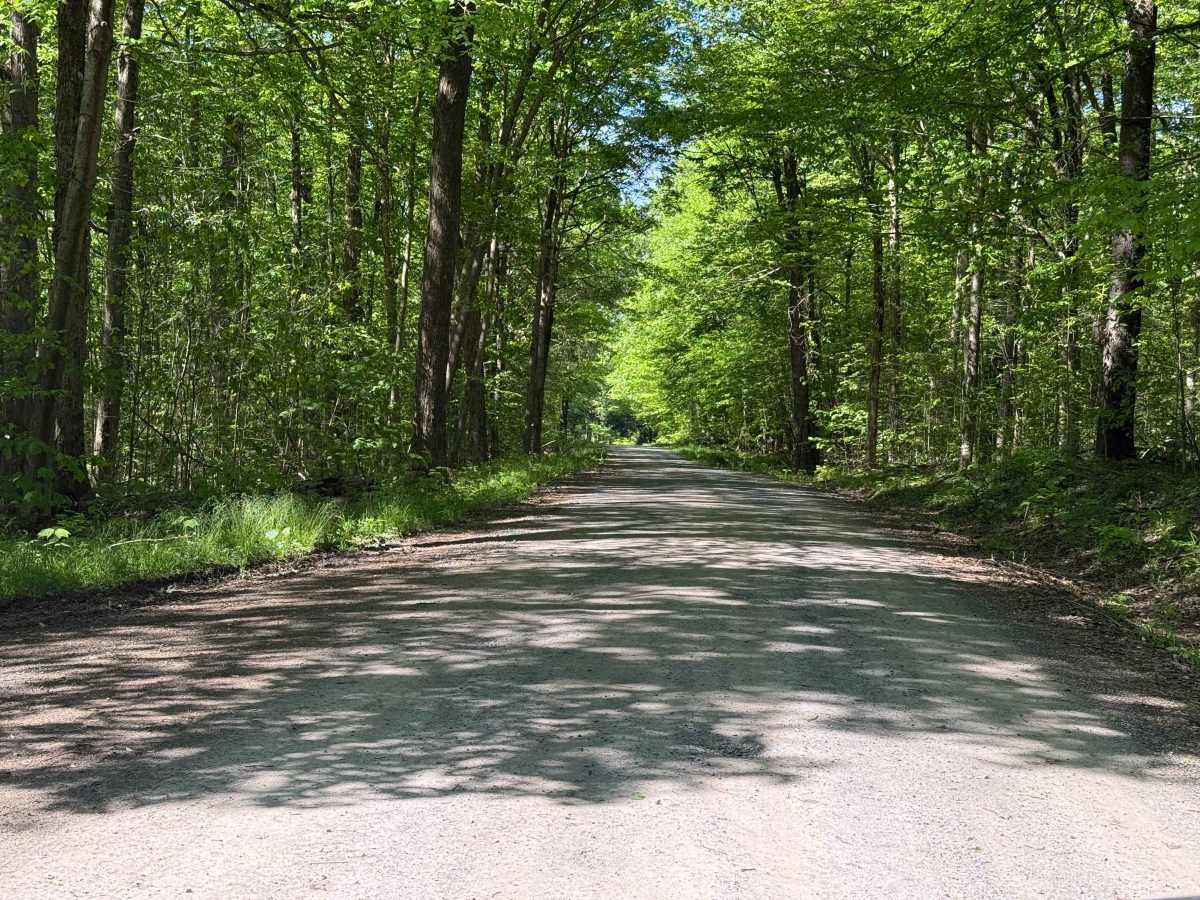 South Coal Knob - FS 259 trail photo