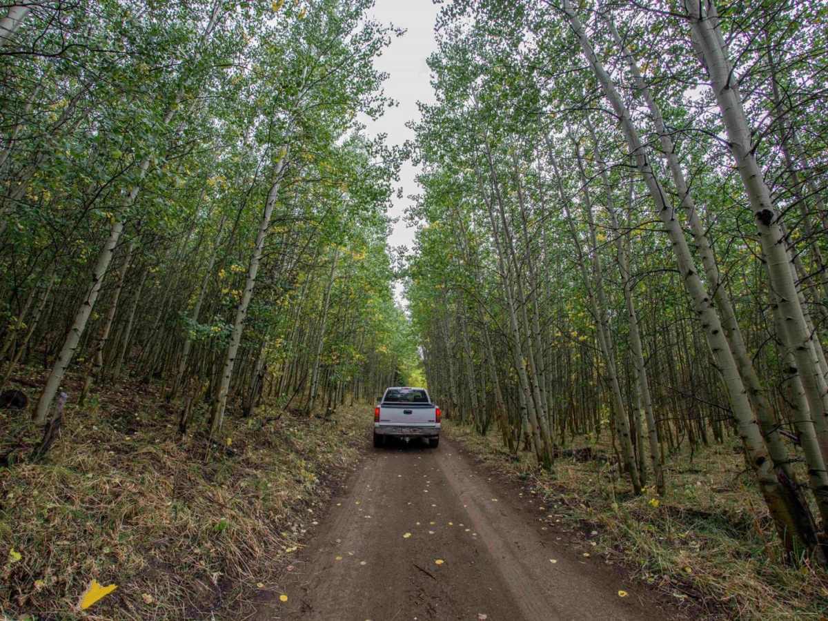 Logger Springs Road photo 6