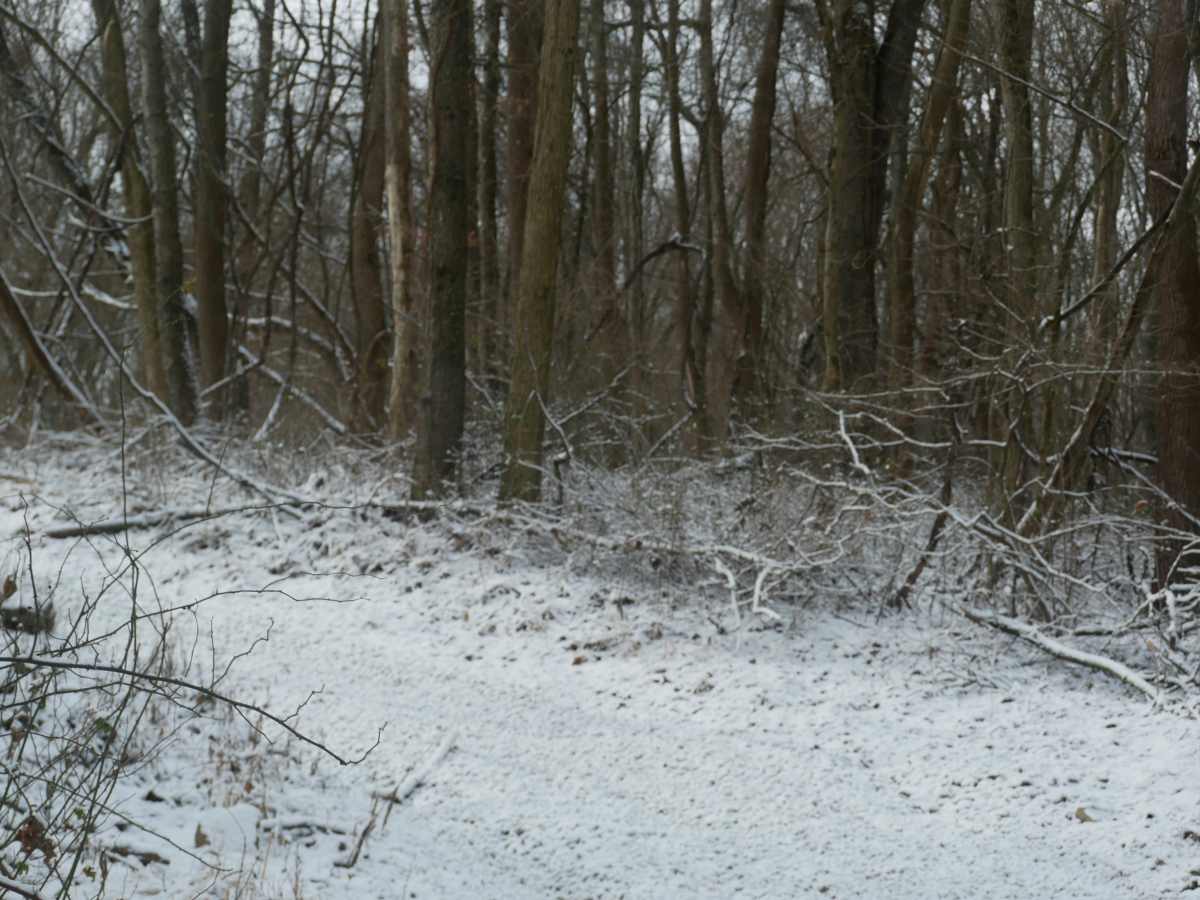 Trail 40 photo 5