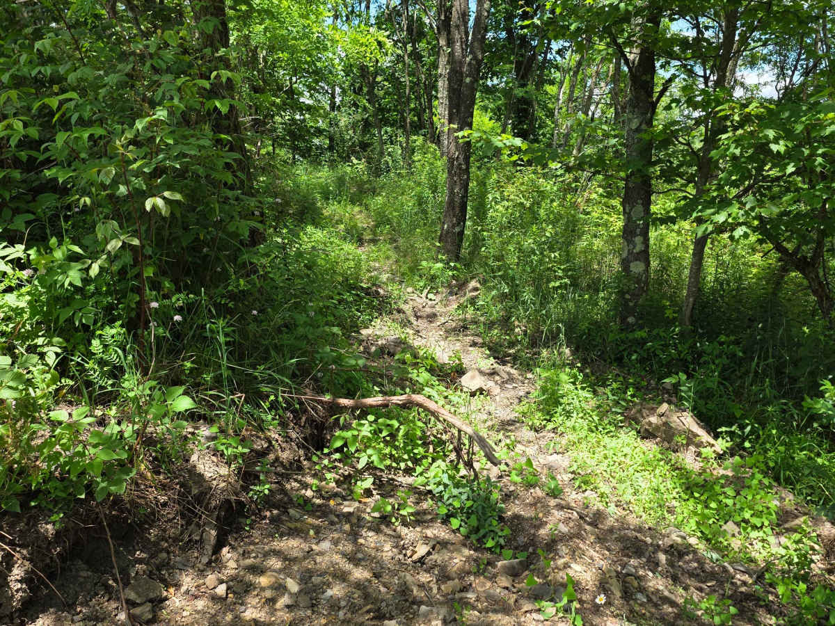 Single Track WW photo 6