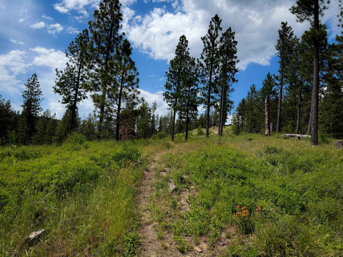 Blast Off - Trail 411  photo 5