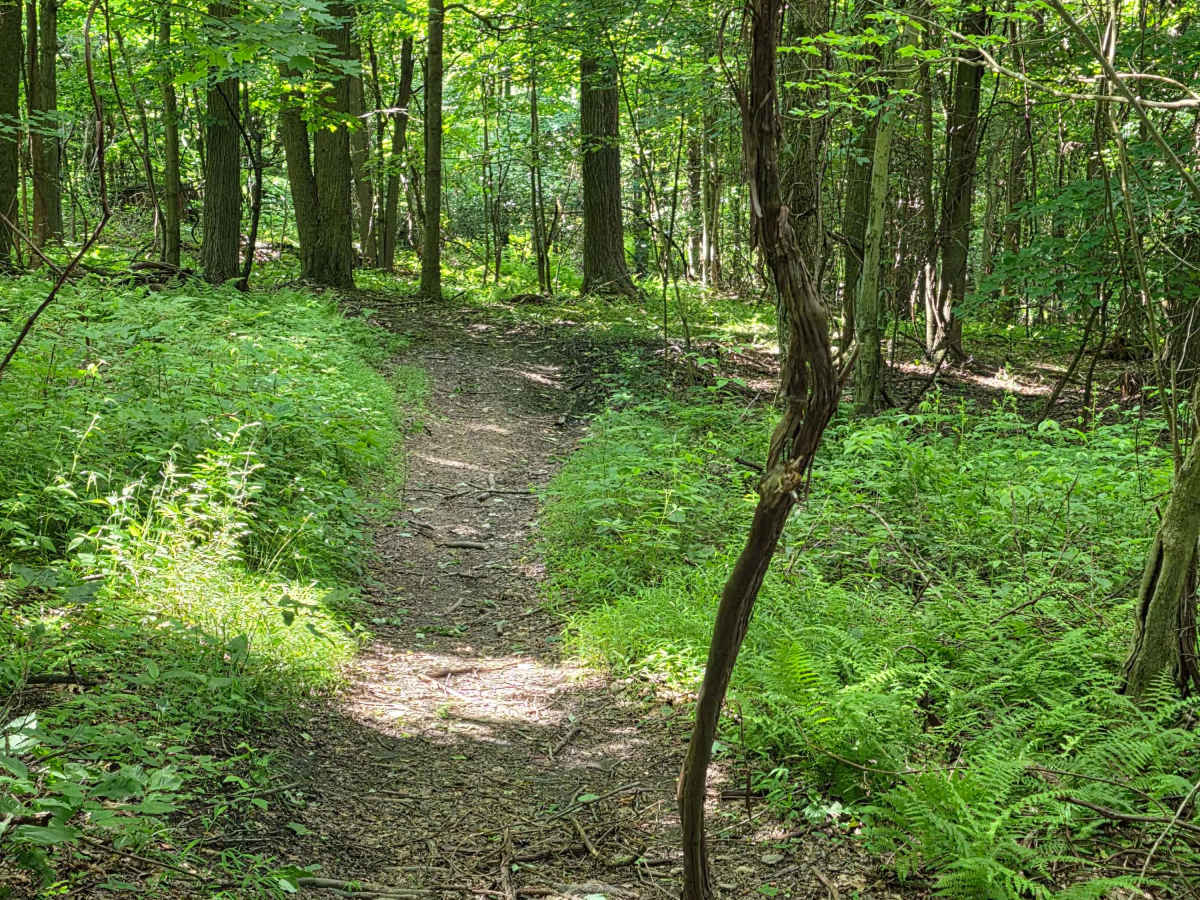 Single Track C photo 4
