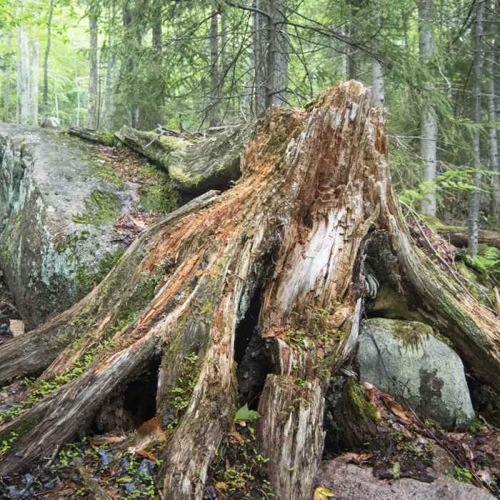 Near Blue Mountain Fire Tower Near Blue Mountain Fire Tower