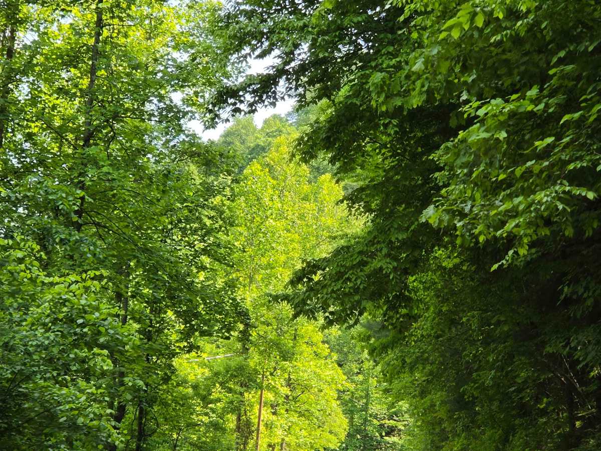 Stone Gap Road trail photo