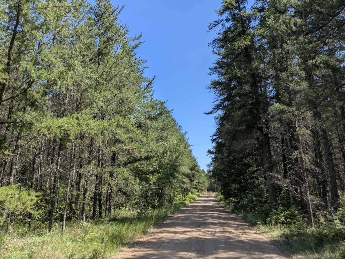 Carp Forest Road photo 5