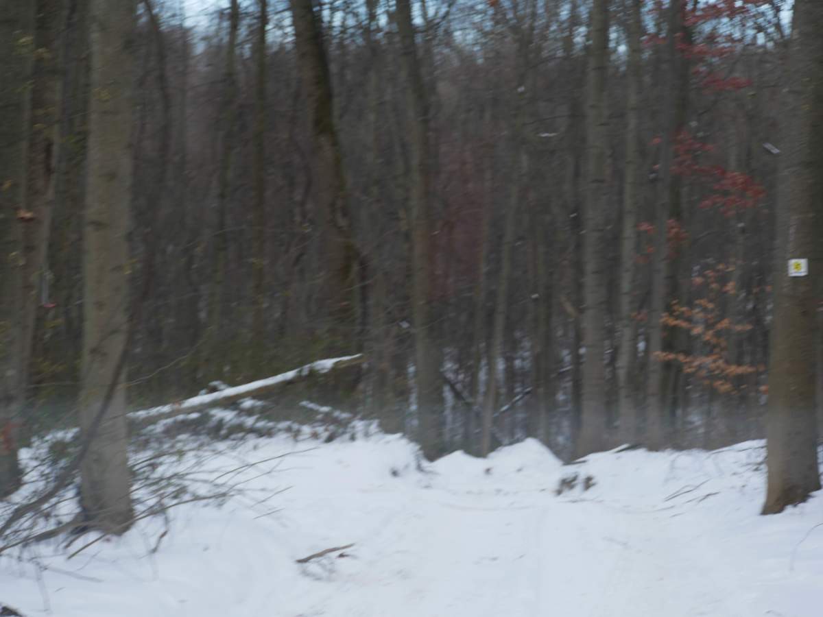 Trail 38 photo 4