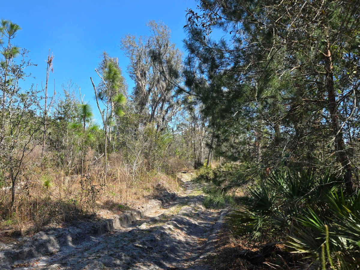 Etoniah Creek Overlook Trail photo 6