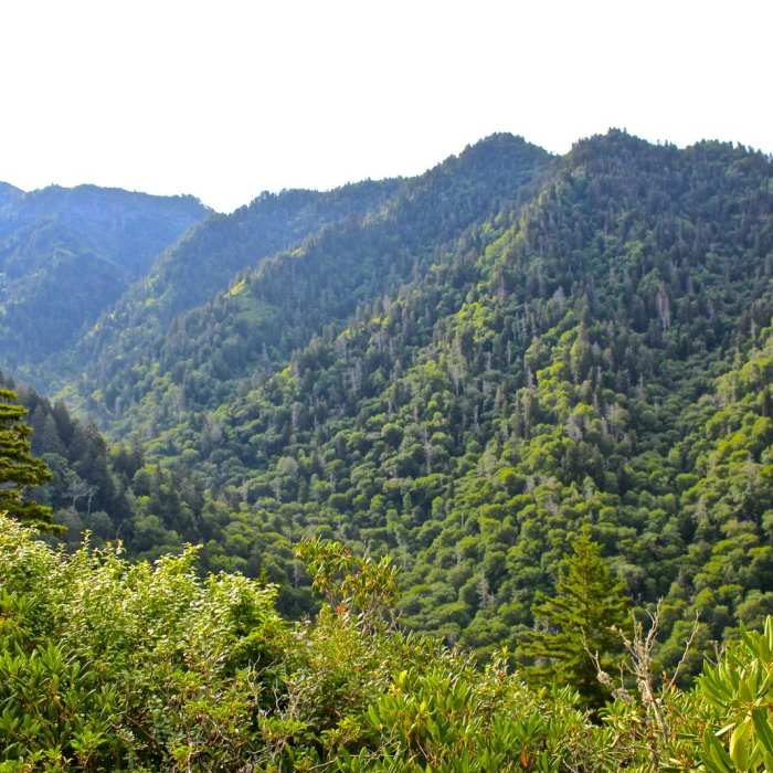 Near Mount LeConte via Alum Cave Trail Near Mount LeConte via Alum Cave Trail