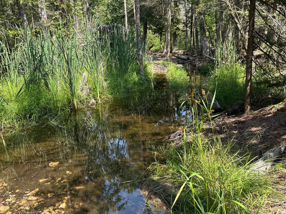 Short Mud photo 6