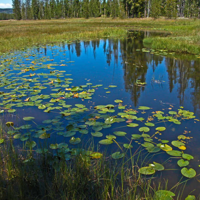 Near Boundary Creek Trail