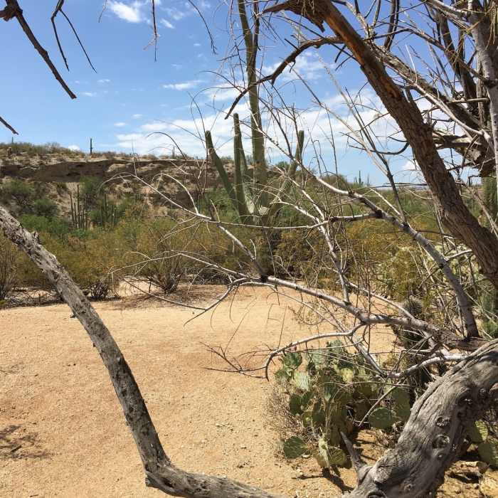 Very little remains of the original Freeman home site. Near Freeman Homestead