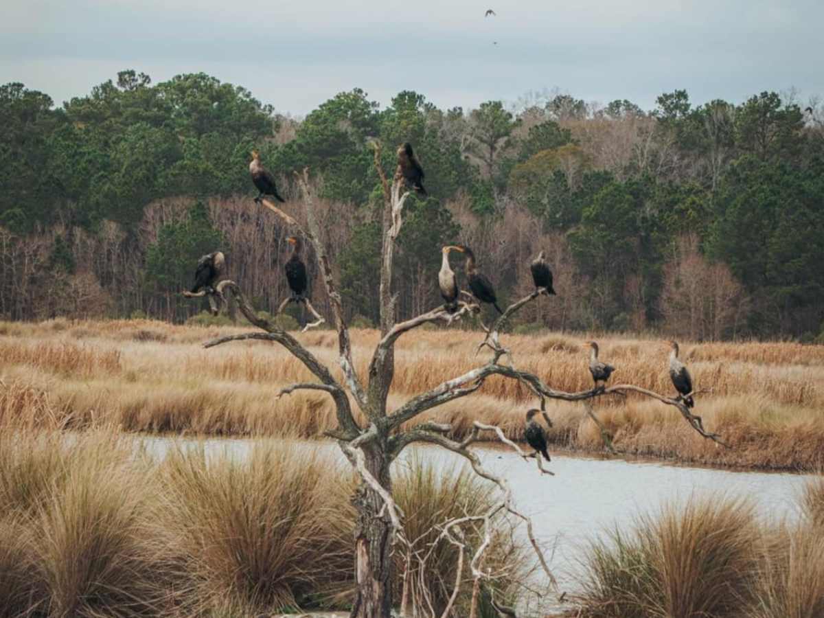 Donnelly Wildlife Management Area photo 4