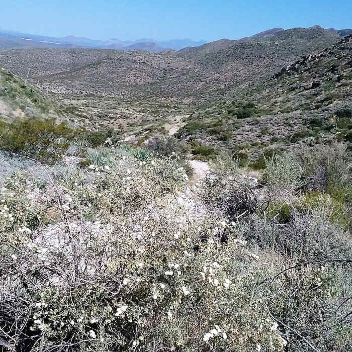 Near Schaeffer Shuffle